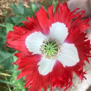 Meet your Posher, Carrie